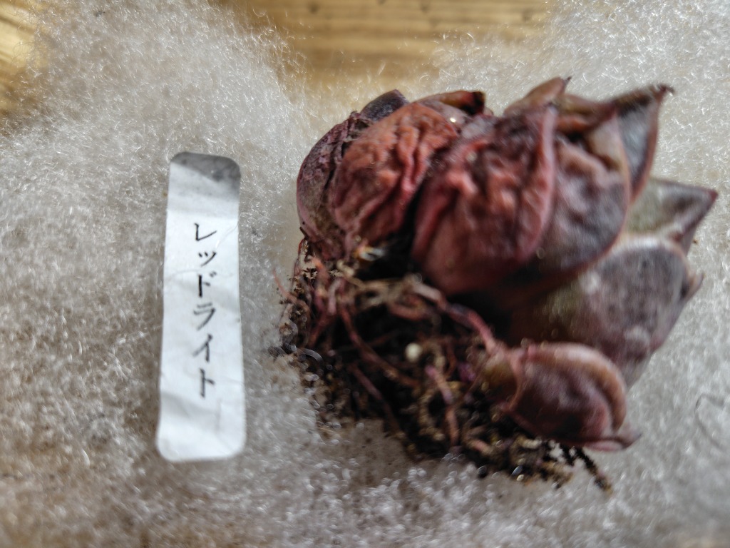 セール 50％〜70％OFF 農園直売 多肉植物 寄せ植え 抜き苗 数量限定