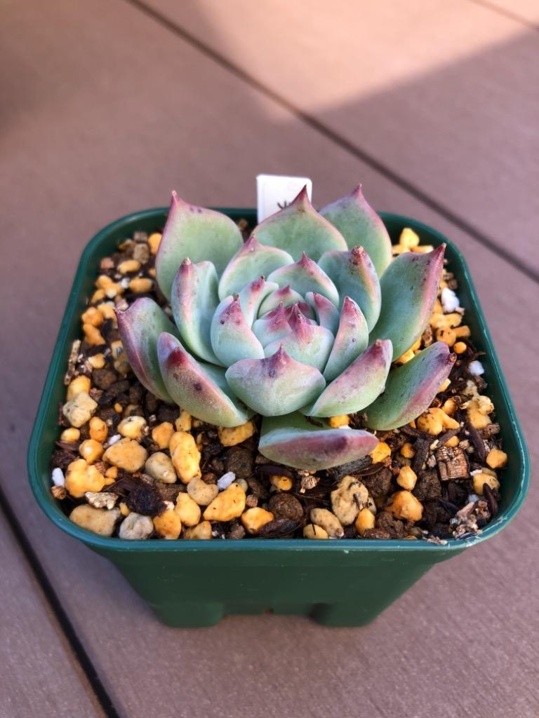 農園直売 多肉植物 寄せ植え エケベリア属 チワワエンシス 抜き