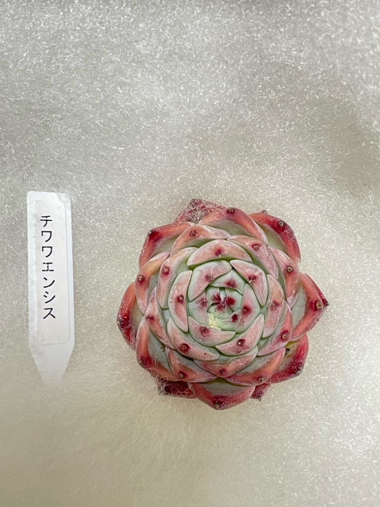 農園直売 多肉植物 寄せ植え エケベリア属 チワワエンシス 抜き