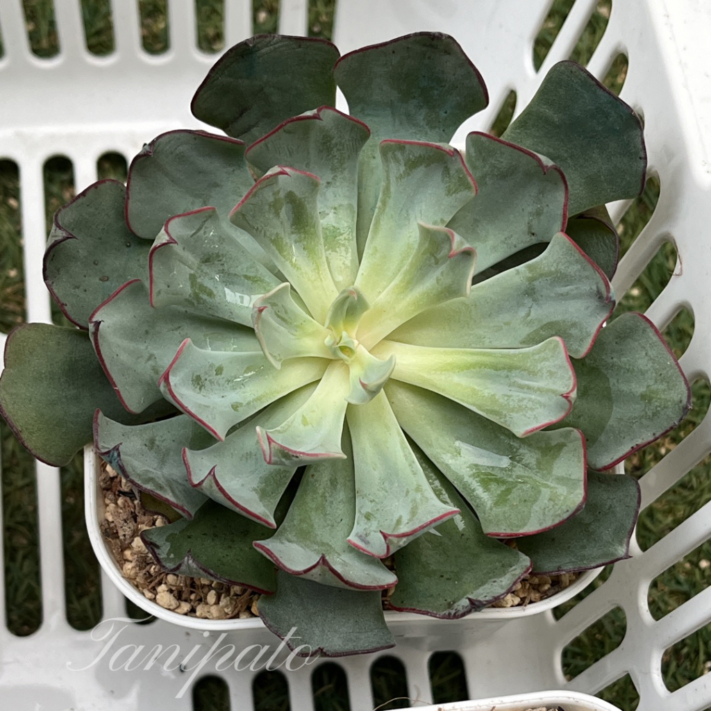 農園直売 多肉植物 寄せ植え エケベリア属 ストリクチフローラ 農園直売 多肉植物 寄せ植え エケベリア属 ストリクチフローラ