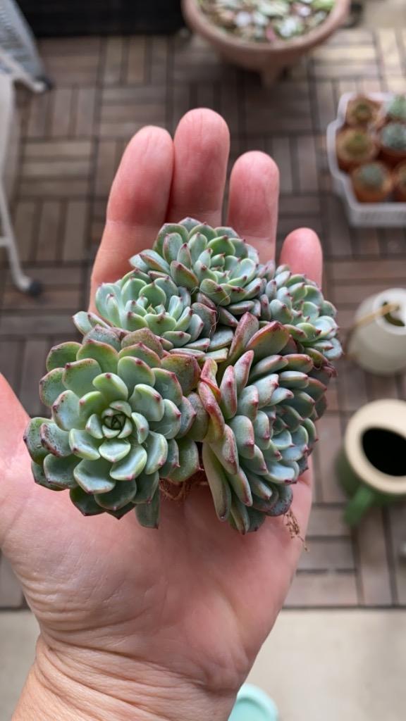 農園直売 多肉植物 寄せ植え エケベリア属 ホワイトミニマ（4頭以上
