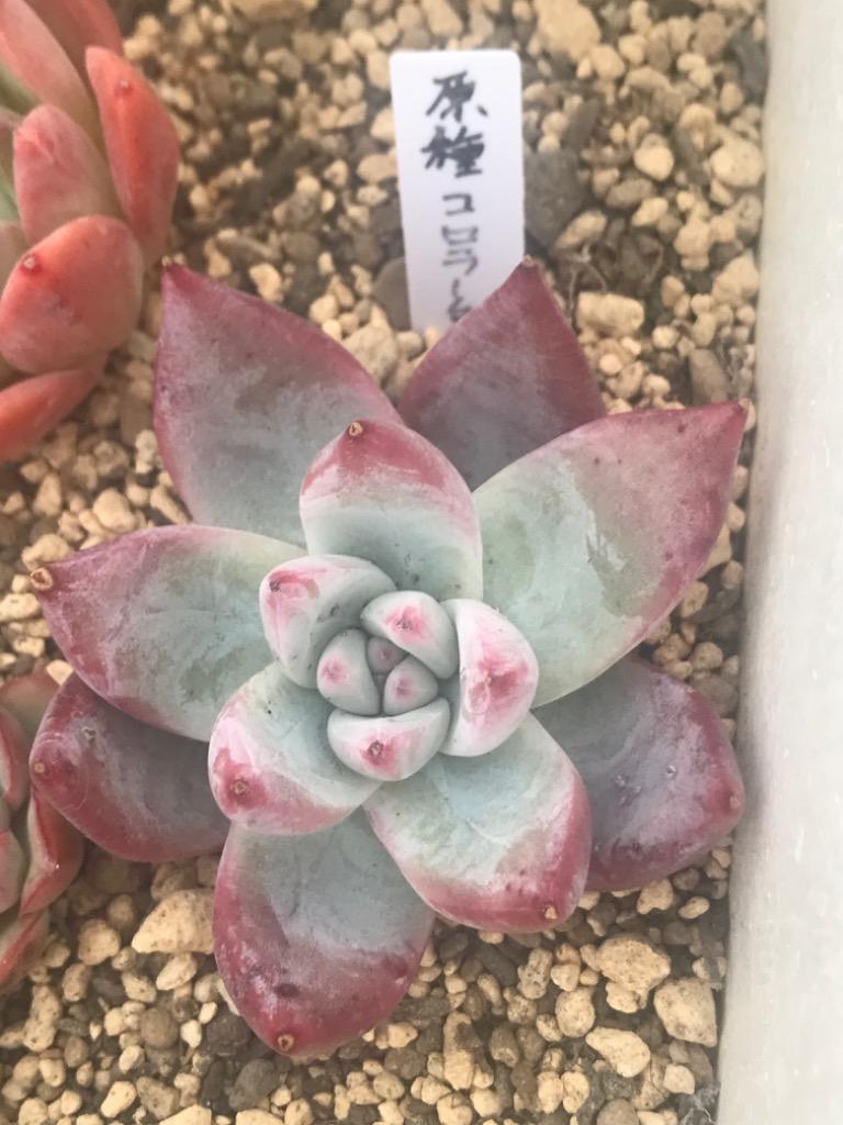 農園直売 多肉植物 寄せ植え エケベリア属 原種コロラータ 抜き