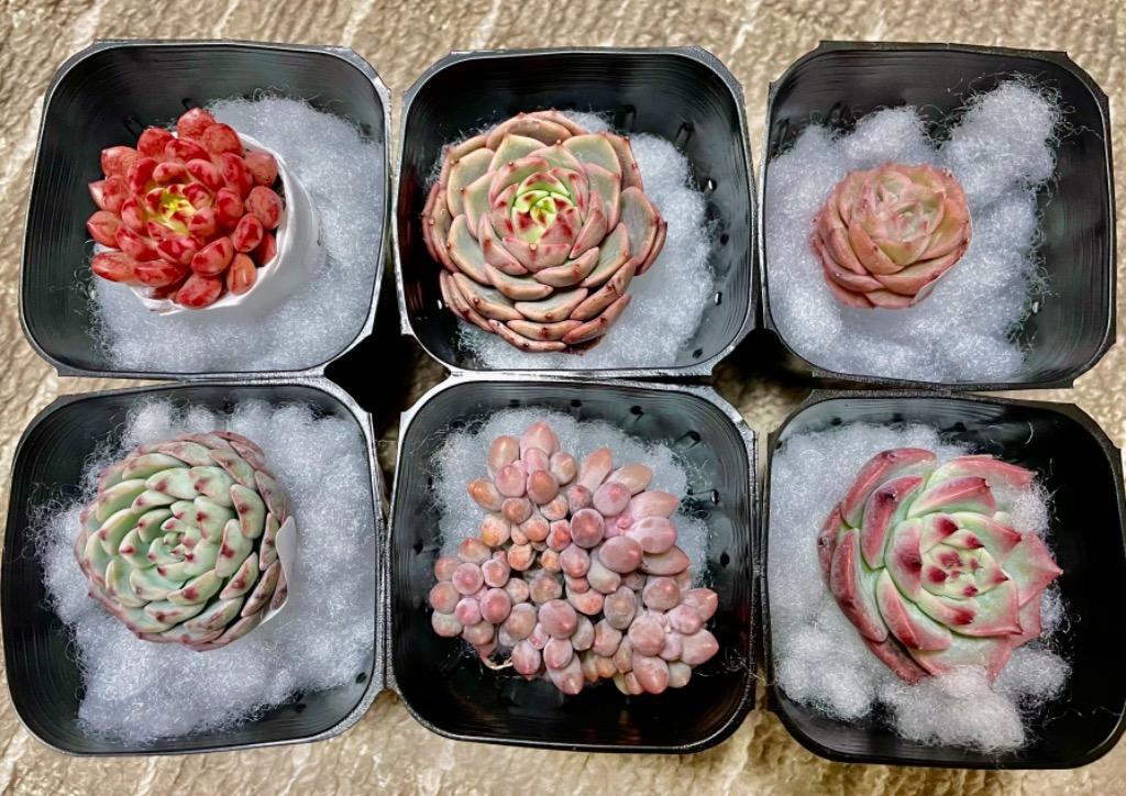 【多肉植物】エケベリア　ベビーフィンガー　50株セット1【発根株・寄せ植え向き・鉢無し・Echeveria】 農園直売 多肉植物 寄せ植え パキフィツム属 ベビー