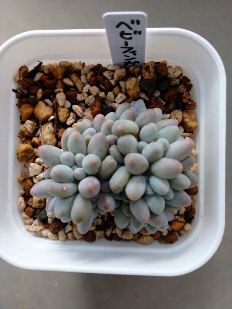 【多肉植物】エケベリア　ベビーフィンガー　50株セット1【発根株・寄せ植え向き・鉢無し・Echeveria】 農園直売 多肉植物 寄せ植え パキフィツム属 ベビー