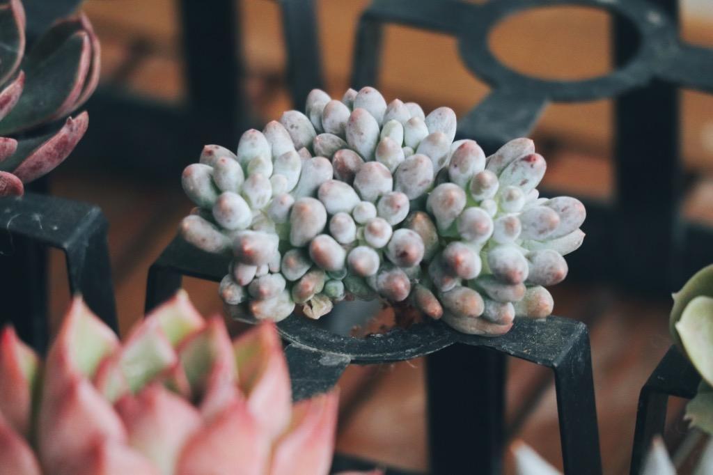 【多肉植物】エケベリア　ベビーフィンガー　50株セット1【発根株・寄せ植え向き・鉢無し・Echeveria】 農園直売 多肉植物 寄せ植え パキフィツム属 ベビー