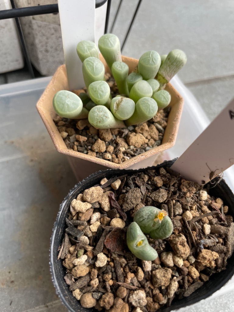 ✨New!!✨ 韓国苗 多肉植物 【五十鈴玉3苗】 10/3発送分 ✨New!!✨ 韓国苗 多肉植物 【五十鈴玉3苗】 10/3発送分