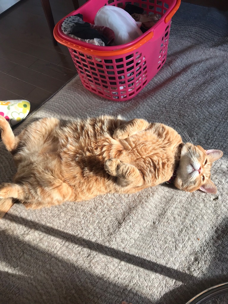 全体のレビュー画像 | 11-0