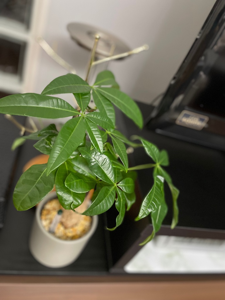 観葉植物　130株以上まとめ売り ds586191_01.jpg