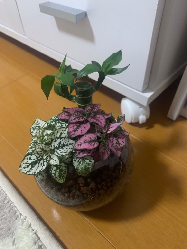1件目のレビュー画像 | 0