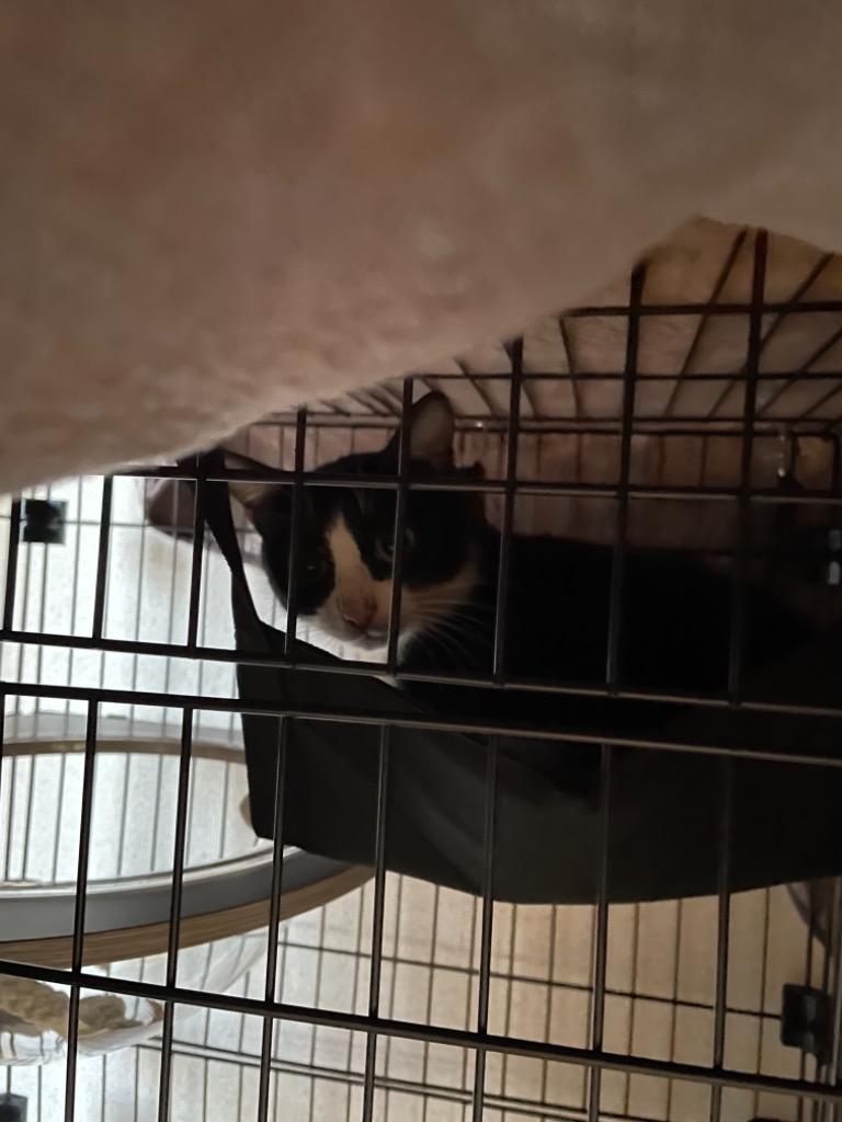 猫ゲージ 黒色 3段 ハンモック 水飲み ヒーター付き 新古品