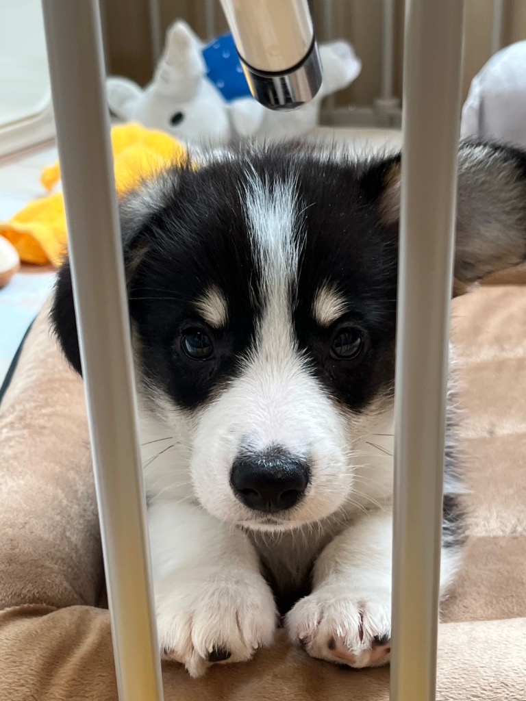 タンスのゲン ペットサークル 折りたたみ 8枚セット 犬用 大型犬 タンスのゲン ペットサークル 折りたたみ 8枚セット 犬用 大型犬