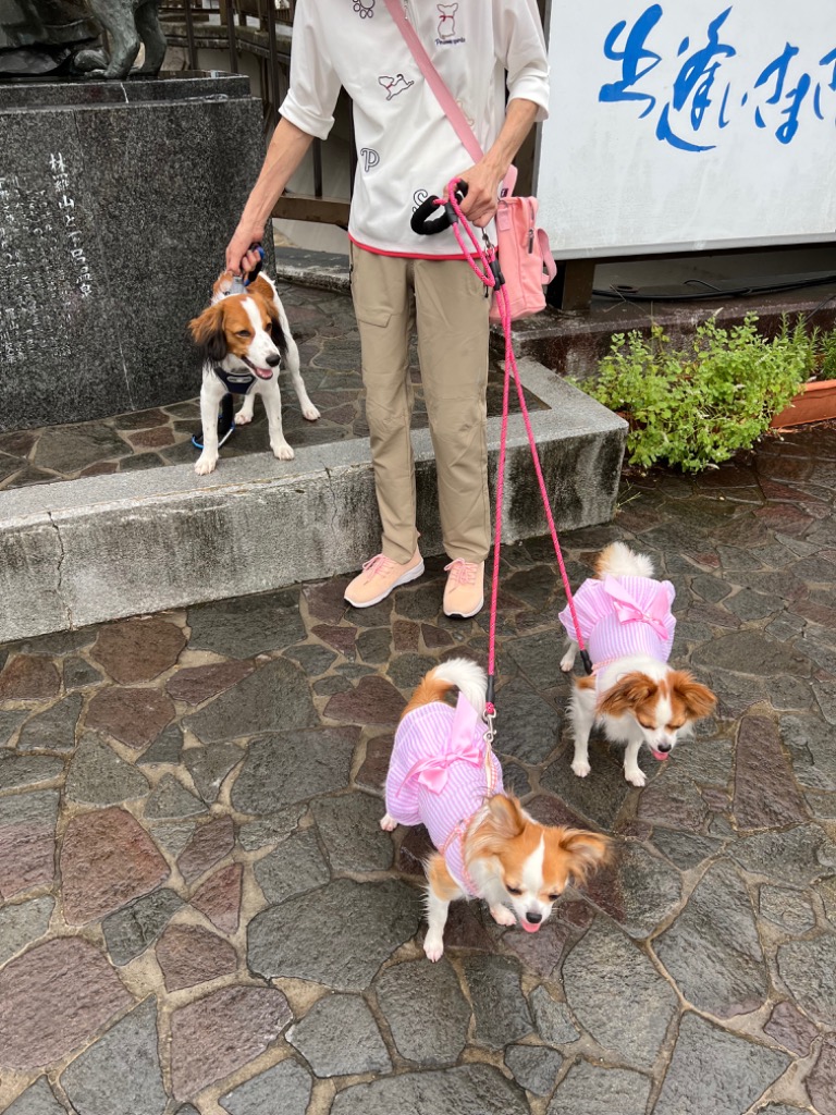犬 リード 2頭引き 多頭飼い 犬用 ロング ダブル 小型犬 中型犬