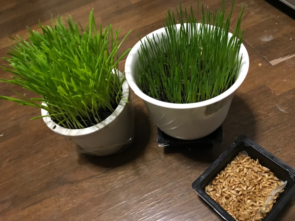仁達食品 猫草の種 大容量タイプ800g入り 約1．3L（農薬未使用