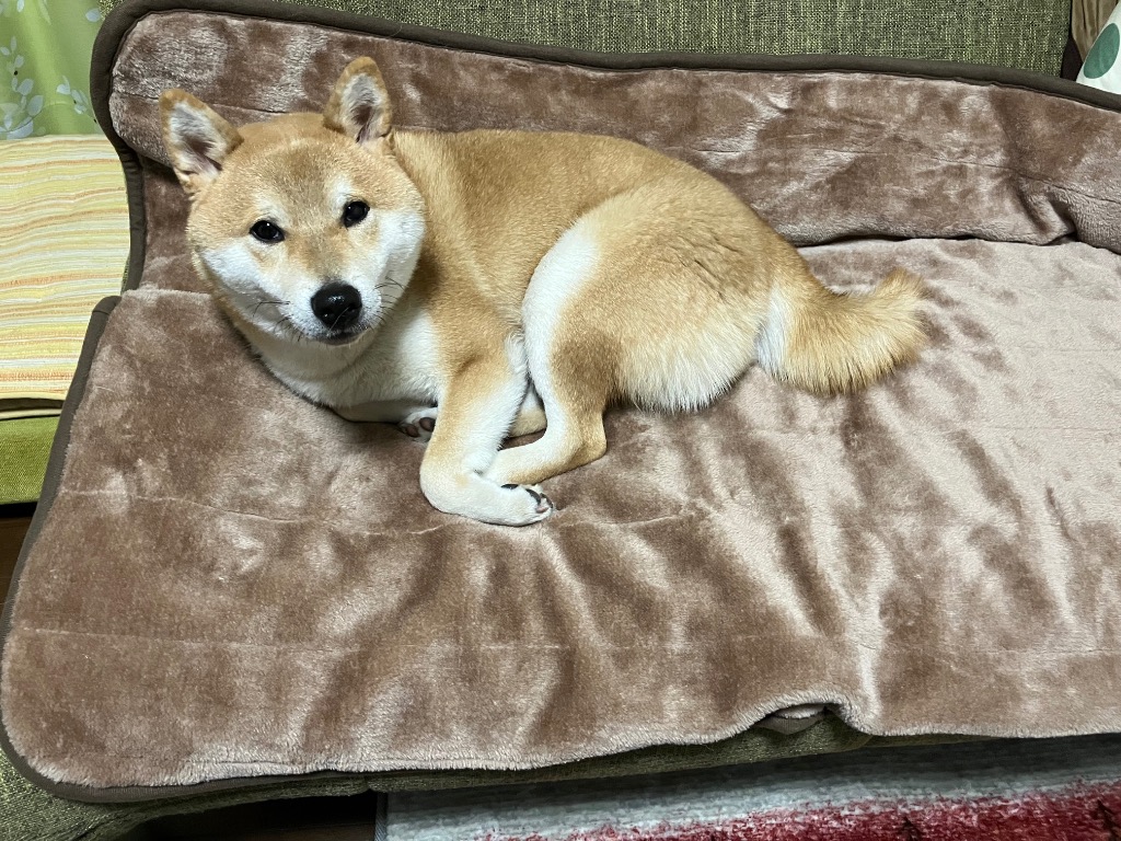 MORITA（モリタ） 【特価セール】 ホットゴロ寝マット ブラウン 森田