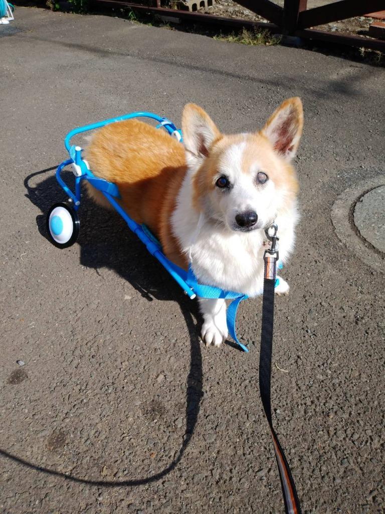 犬の車椅子 Mサイズ ブルー 犬用車椅子 介護 車いす コーギー フレブル