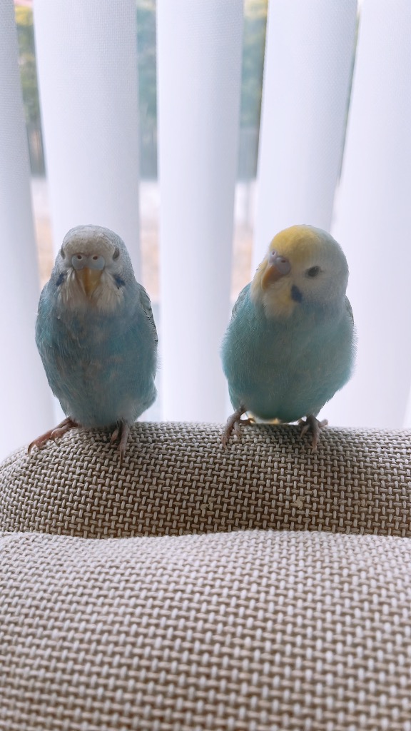 100円クーポンプレゼント ANIF 鳥の餌 鳥さんのごはん 獣医推薦