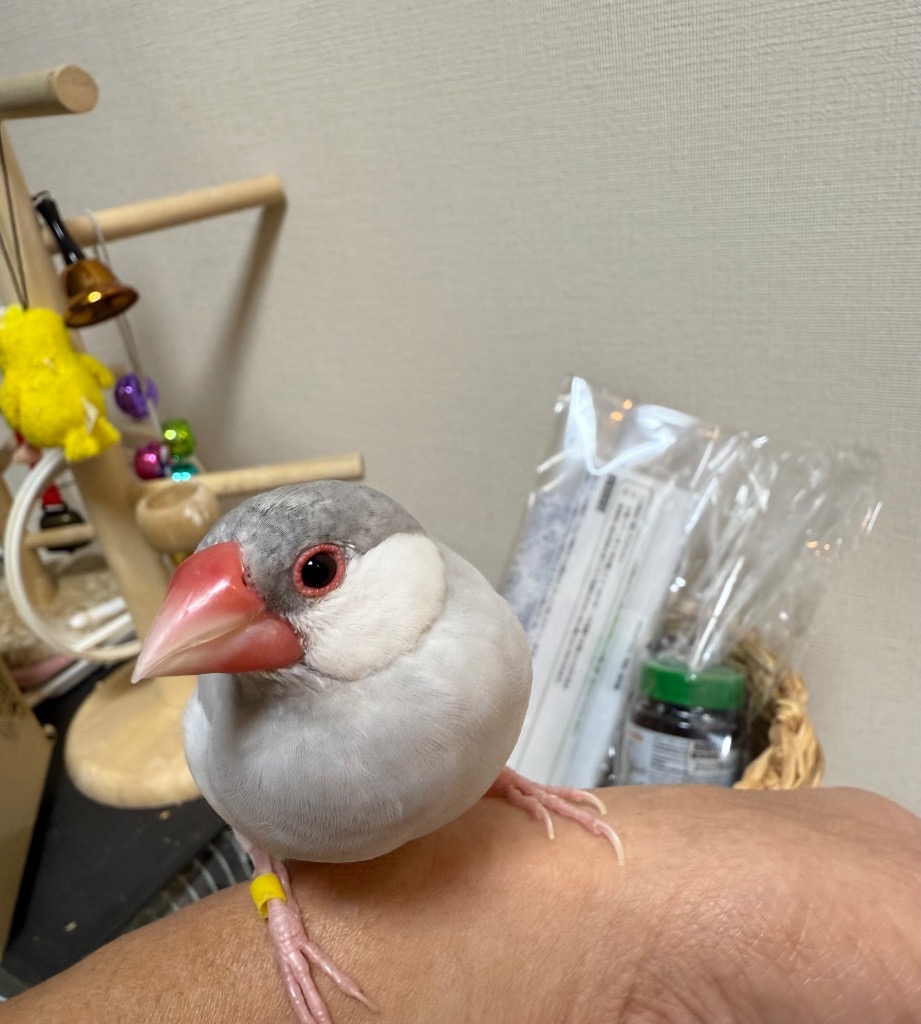 ネクトン Bio 35g 賞味期限 2027/7/29 nekton biotin 日本語取説付