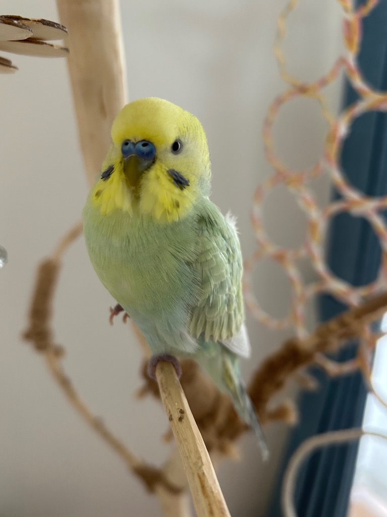 全体のレビュー画像 | 1-0