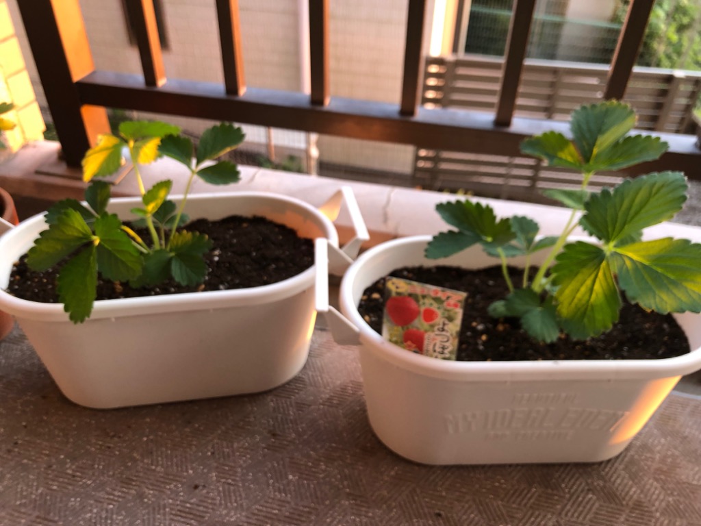 ナッシー出品❗イワタバコ苗　4ポット。ツツジ2ポットお届け！ ナッシー出品❗イワタバコ苗 4ポット。ツツジ2ポットお届け