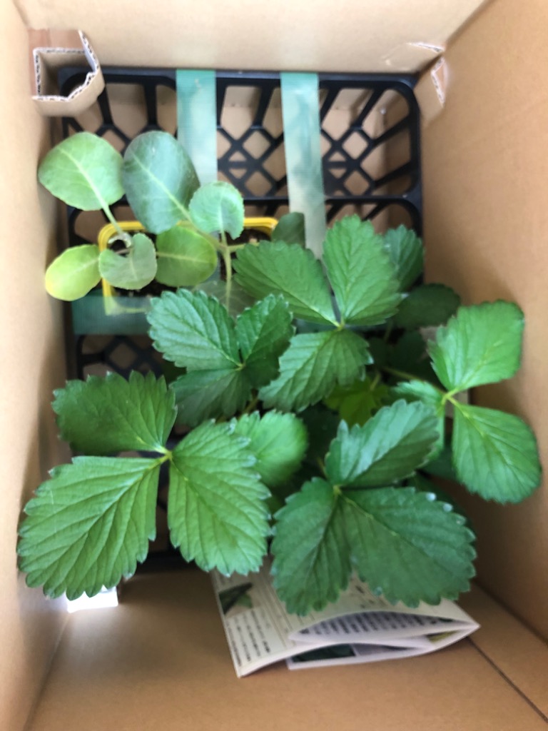 ナッシー出品❗イワタバコ苗　4ポット。ツツジ2ポットお届け！ ナッシー出品❗イワタバコ苗 4ポット。ツツジ2ポットお届け