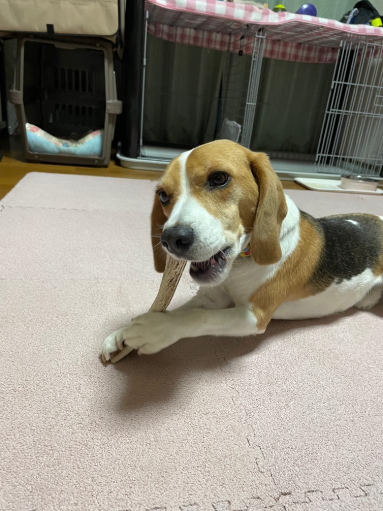 鹿の角 大型 犬 用 鹿角さん 割っていないタイプ けんか角1本