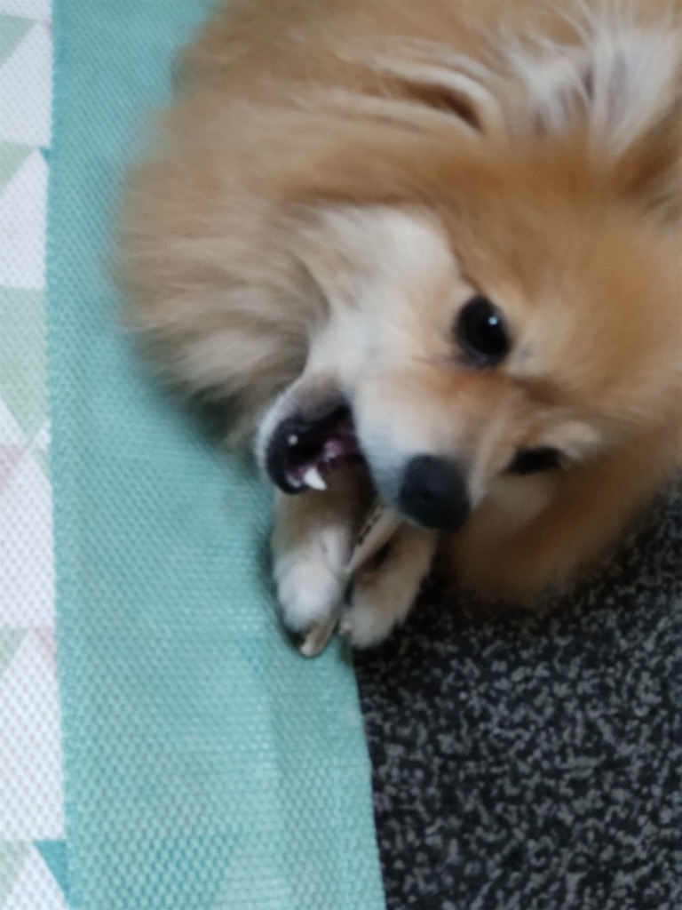 鹿の角 小型 犬 用 鹿角さん 四つ割り2本セット 天然 無添加
