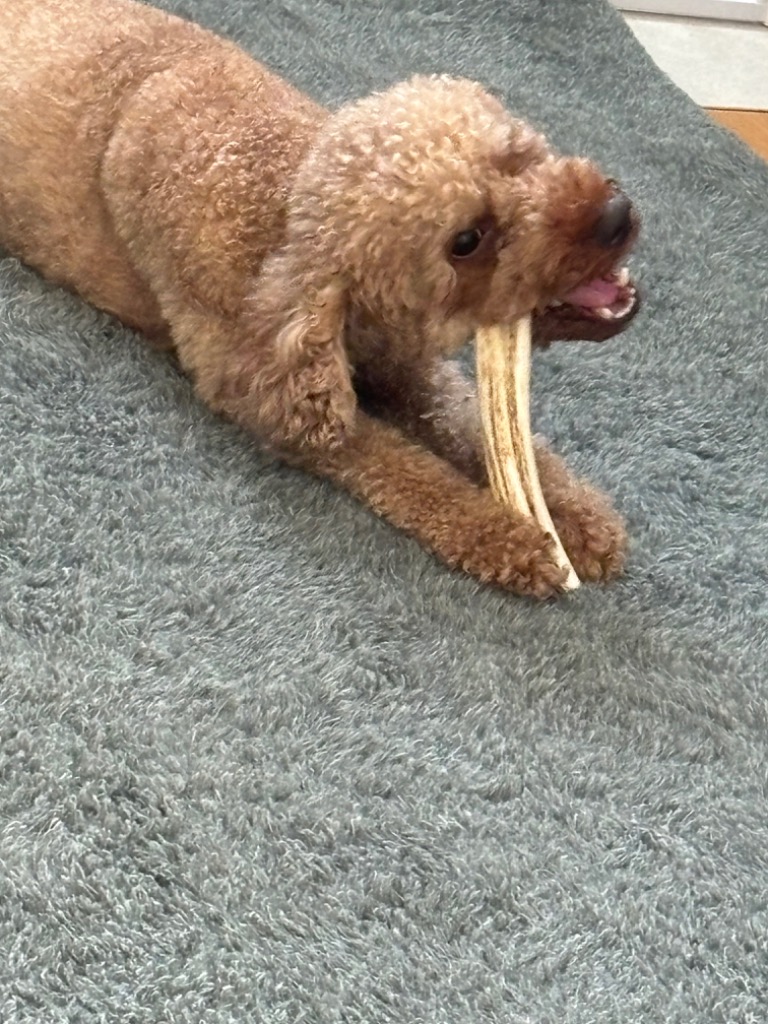 鹿の角 中型 犬 用 鹿角さん 割っていないタイプ2本セット 天然 鹿の角 中型 犬 用 鹿角さん 割っていないタイプ2本セット 天然