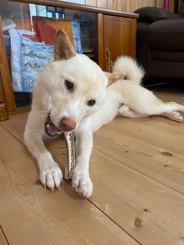 鹿の角 中型 犬 用 鹿角さん 割っていないタイプ2本セット 天然 鹿の角 中型 犬 用 鹿角さん 割っていないタイプ2本セット 天然