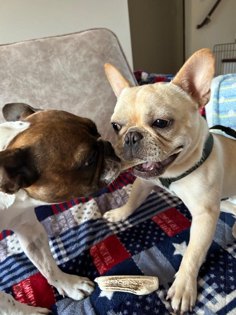 鹿の角 中型 犬 用 鹿角さん 割っていないタイプ2本セット 天然 鹿の角 中型 犬 用 鹿角さん 割っていないタイプ2本セット 天然
