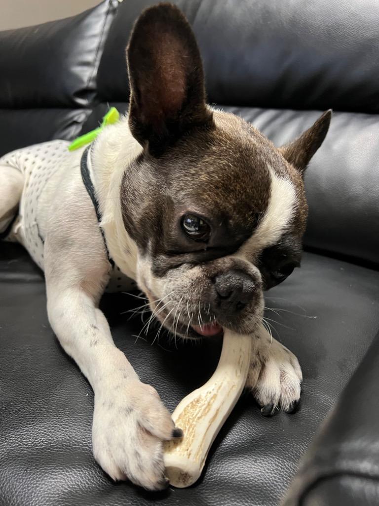鹿の角 中型 犬 用 鹿角さん 割っていないタイプ2本セット 天然 鹿の角 中型 犬 用 鹿角さん 割っていないタイプ2本セット 天然