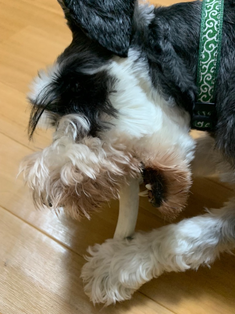 鹿の角 中型 犬 用 鹿角さん 割っていないタイプ2本セット 天然 鹿の角 中型 犬 用 鹿角さん 割っていないタイプ2本セット 天然