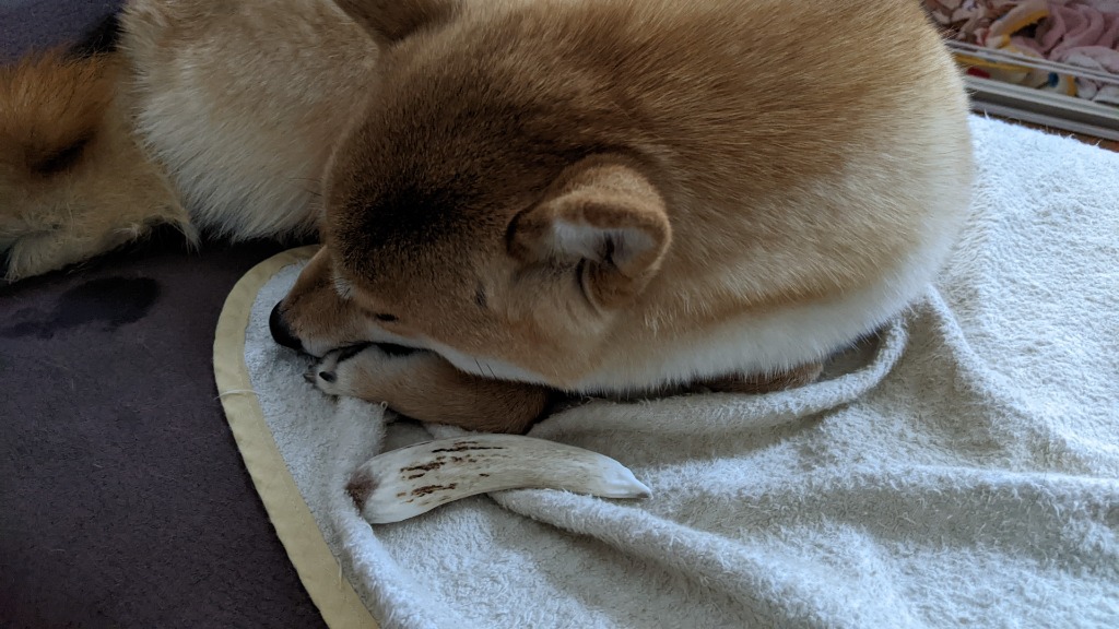 鹿の角 中型 犬 用 鹿角さん 割っていないタイプ1本 天然 無 鹿の角 中型 犬 用 鹿角さん 割っていないタイプ1本 天然 無