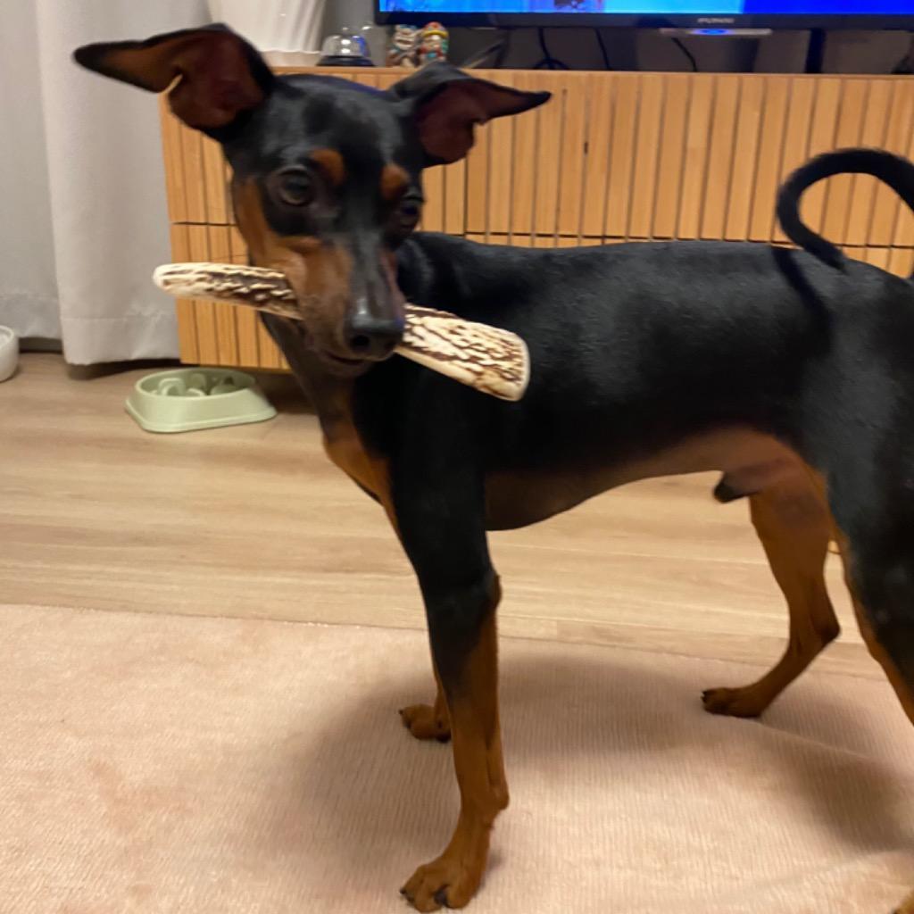 レビュー画像
