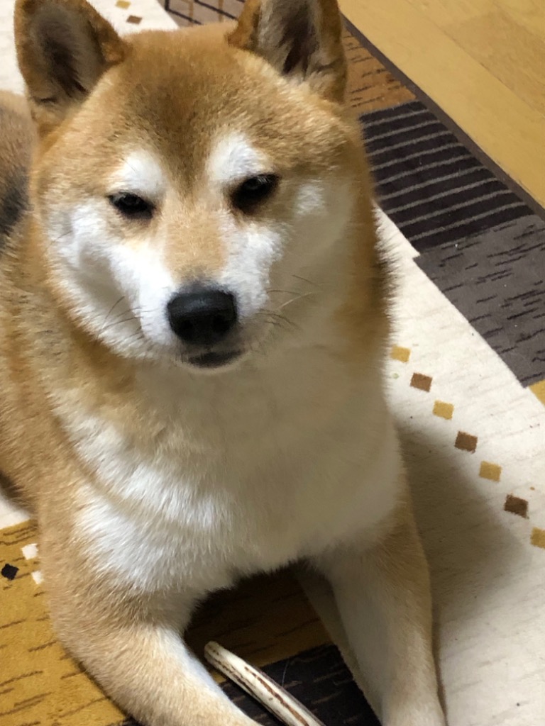 全体のレビュー画像 | 1-0