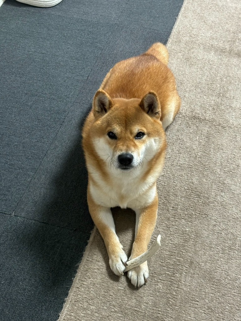 鹿の角 中型 犬 用 鹿角さん 半割り 約15cm 2本セット 天然 無