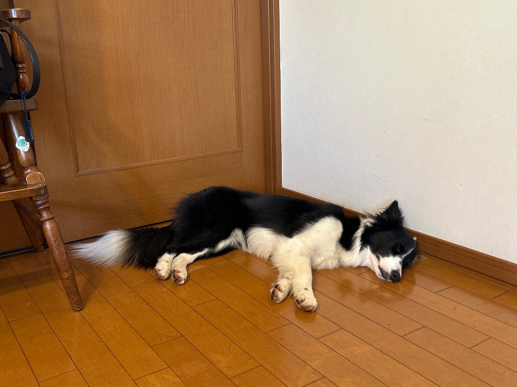 鹿の角 中型 犬 用 鹿角さん 四つ割り1本 天然 無添加 北海道産 鹿の角 中型 犬 用 鹿角さん 四つ割り1本 天然 無添加 北海道産