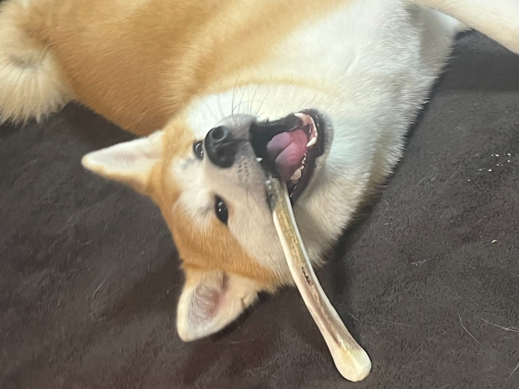 レビュー画像