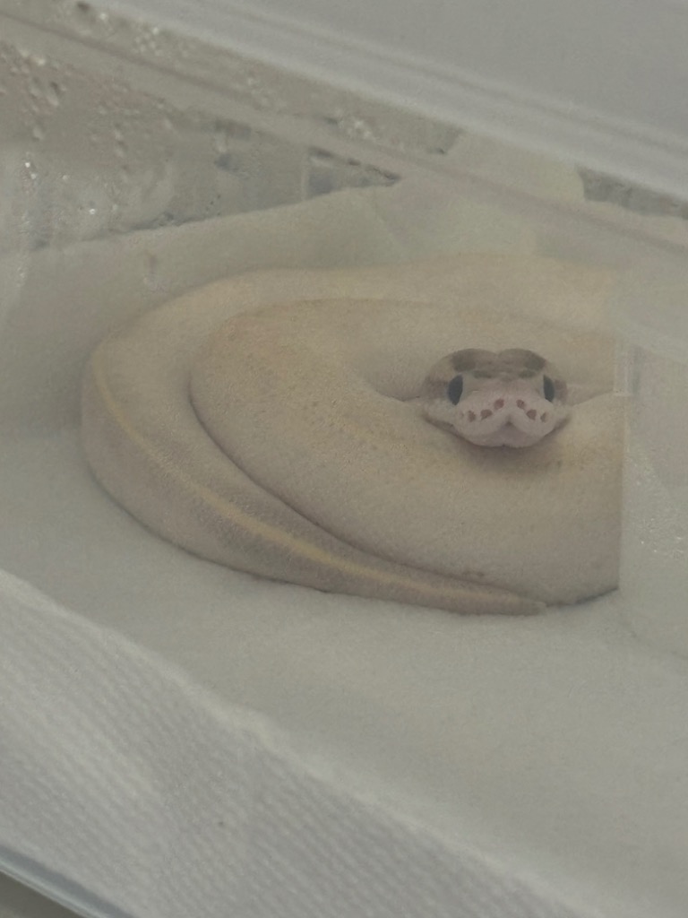 大人気！まとめ一覧 国産 6cm / 〜10g 冷凍餌 10匹 ホッパーマウス 冷凍マウス 爬虫類・両生類のエサ
