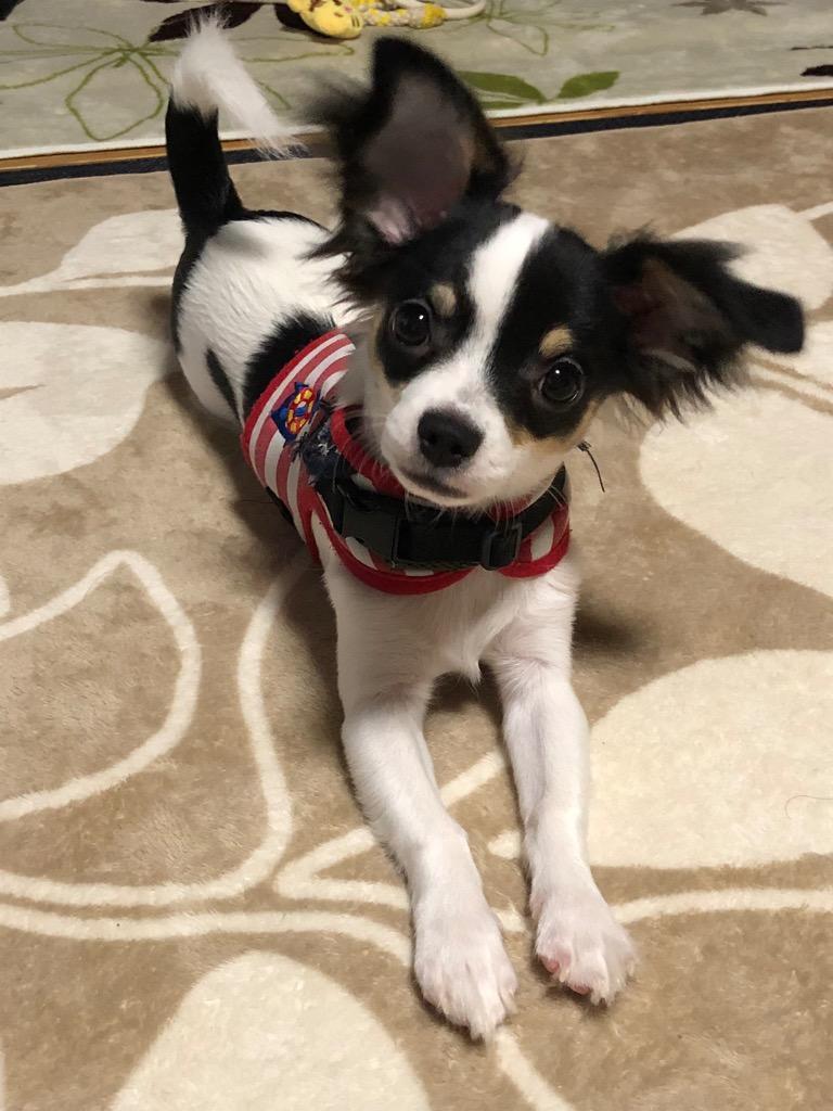 全体のレビュー画像 | 2-0