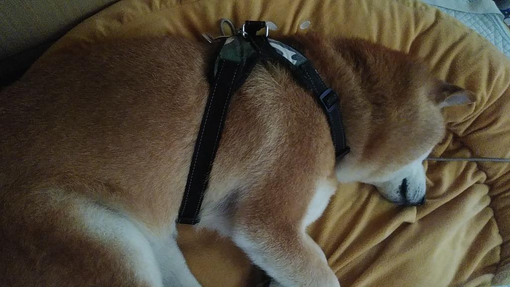 全体のレビュー画像 | 9-0