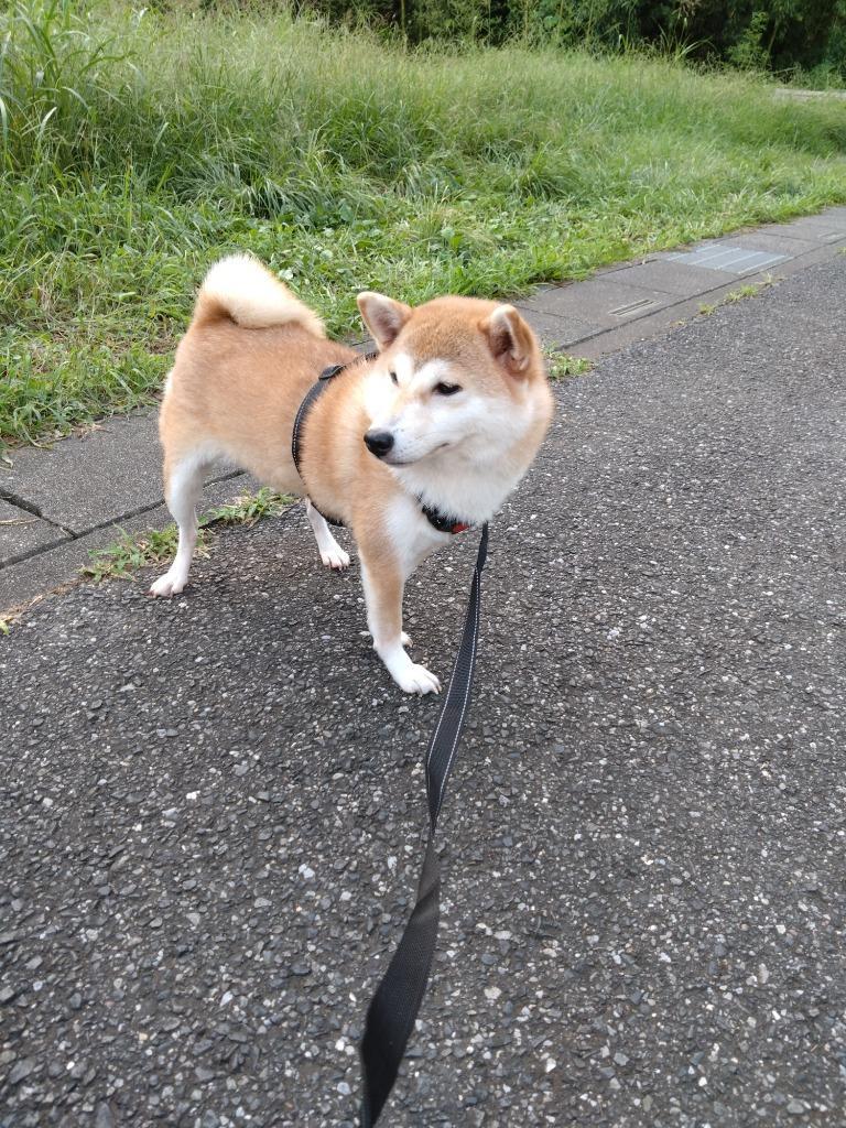 全体のレビュー画像 | 2-0