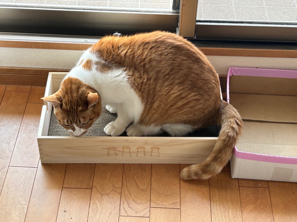 猫 爪とぎ ねこ ネコ 木製 ケース 爪研ぎ やすり 爪 つめ