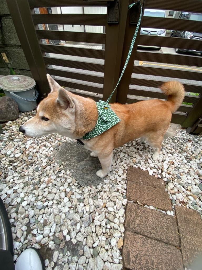 犬 リード 猫 唐草模様 おしゃれ かわいい 柄 和柄 散歩 ペット 送料無料 ドッグリード