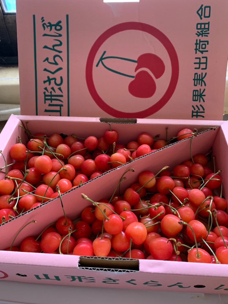 さくらんぼ 佐藤錦 紅秀峰 など 品種おまかせ 山形県産 訳あり 約1kg