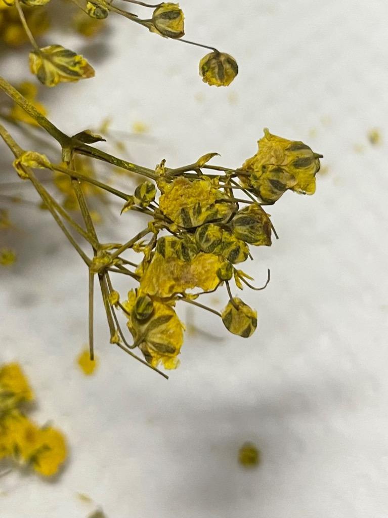 押し花 ドライプレスフラワー ミニかすみ草 全14色 5本入 押し花 ドライプレスフラワー ミニかすみ草 全14色 5本入