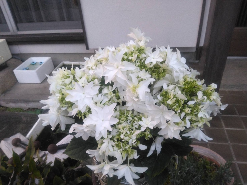 母の日に！島根県のアジサイ万華鏡 楽天市場】【最大2,000円OFFクーポン☆9/11 1:59まで】母の日
