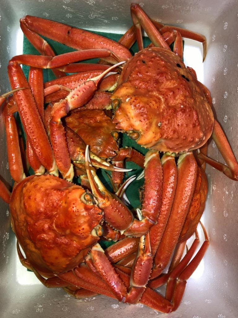 松葉がに（訳あり 松葉ガニ）約1.5kg詰（3〜5枚入） 訳あり 日本