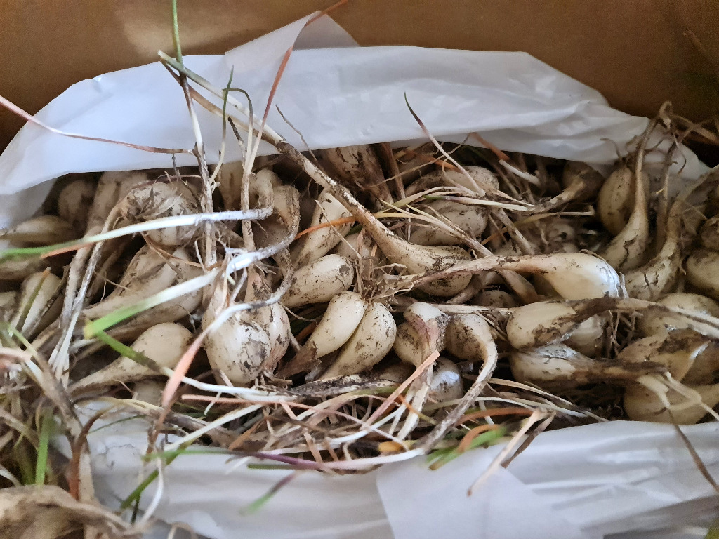 鳥取県産特別栽培 田中さんの北条砂丘らっきょう2kg（根付き土