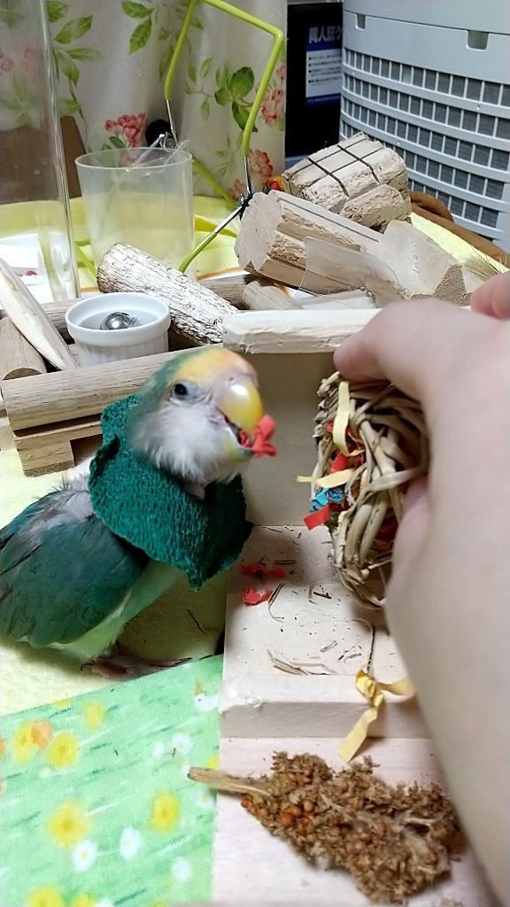 レビュー画像