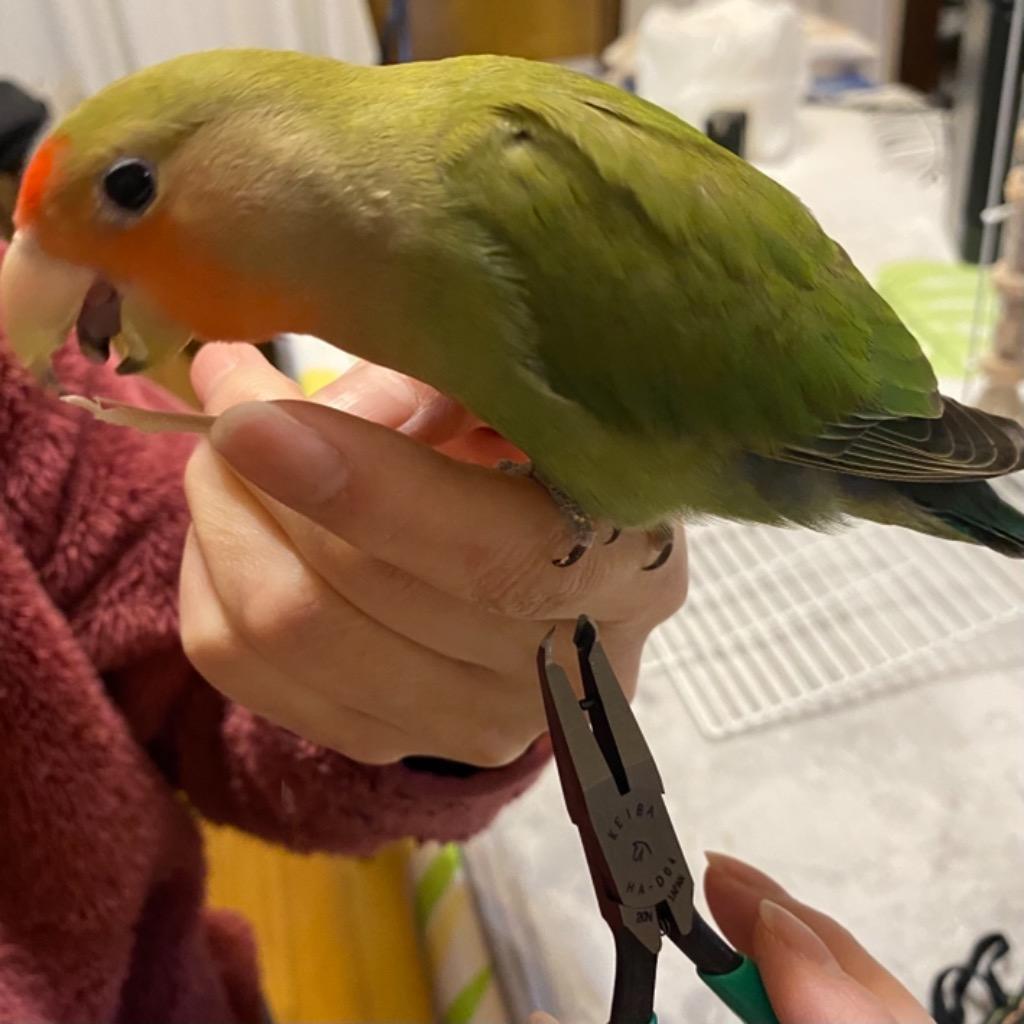 小鳥用ツメ切り（インコ・オウム用爪切り） ・小鳥専門の動物病院でも使用 :201-1942-2380:とりっぴー小鳥用品専門店 - 通販 -  Yahoo!ショッピング